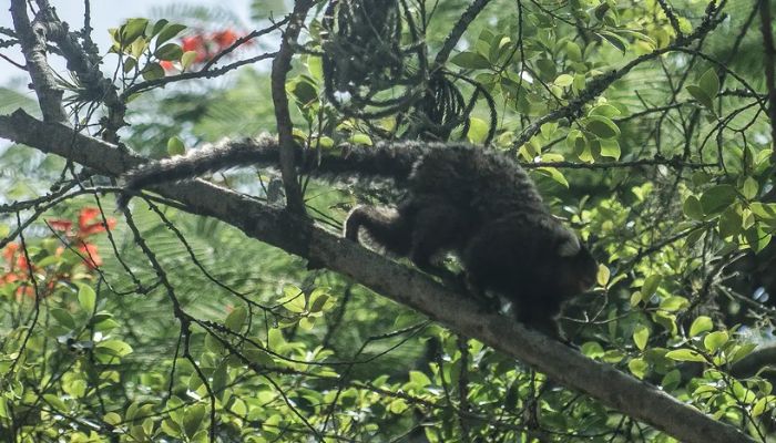  Terapia adaptada diminui mortes por febre amarela em 84% 